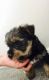 Yorkshire Terrier Puppies for sale in Abilene Christian University, Abilene, TX 79699, USA. price: NA