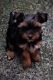 Yorkshire Terrier Puppies for sale in Bradley International Airport, Windsor Locks, CT 06096, USA. price: NA