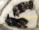 Yorkshire Terrier Puppies for sale in Los Angeles, CA 90011, USA. price: NA