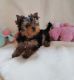 Yorkshire Terrier Puppies for sale in Silver City, NM 88061, USA. price: NA