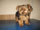 Yorkshire Terrier Puppies for sale in Texico Rd, Dix, IL 62830, USA. price: NA