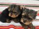 Yorkshire Terrier Puppies for sale in Texico Rd, Dix, IL 62830, USA. price: NA