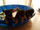 Yorkshire Terrier Puppies for sale in Wellington, OH 44090, USA. price: $800