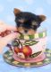Yorkshire Terrier Puppies for sale in 1114 6th Ave, New York, NY 10036, USA. price: NA
