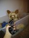 Yorkshire Terrier Puppies for sale in Olivet, MI 49076, USA. price: NA