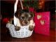 Yorkshire Terrier Puppies for sale in Pittsburgh, PA, USA. price: $260