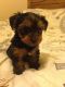 Yorkshire Terrier Puppies for sale in Oklahoma City, OK 73157, USA. price: NA