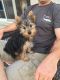 Yorkshire Terrier Puppies for sale in Simi Valley, CA 93063, USA. price: NA