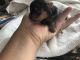 Yorkshire Terrier Puppies for sale in Oak Hills, Hesperia, CA 92345, USA. price: NA