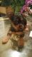 Yorkshire Terrier Puppies for sale in Greensboro, NC, USA. price: $650
