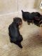 Yorkshire Terrier Puppies for sale in Knightdale, NC, USA. price: NA