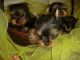 Yorkshire Terrier Puppies for sale in Clarksville, TN, USA. price: $260