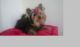 Yorkshire Terrier Puppies for sale in Jersey Shore, NJ, USA. price: NA