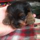 Yorkshire Terrier Puppies for sale in Jersey Shore, NJ, USA. price: NA
