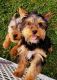 Yorkshire Terrier Puppies for sale in Jefferson, OH 44047, USA. price: NA