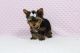 Yorkshire Terrier Puppies for sale in Eagle City, OK 73724, USA. price: NA