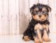 Yorkshire Terrier Puppies for sale in Seattle, WA 98111, USA. price: NA