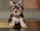 Yorkshire Terrier Puppies for sale in Washington Ave, St. Louis, MO, USA. price: NA