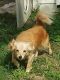 Yorkshire Terrier Puppies for sale in Jonesborough, TN 37659, USA. price: NA