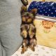 Yorkshire Terrier Puppies for sale in Triadelphia, WV, USA. price: $1,000