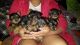 Yorkshire Terrier Puppies for sale in Traverse City, MI 49685, USA. price: NA