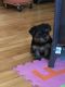 Yorkshire Terrier Puppies for sale in East Chicago, IN, USA. price: $1,200