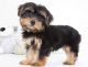 Yorkshire Terrier Puppies for sale in Spartanburg, SC, USA. price: $1,900