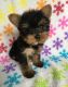 Yorkshire Terrier Puppies for sale in Waterboro, ME, USA. price: $500