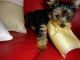 Yorkshire Terrier Puppies for sale in Nashville, TN 37230, USA. price: $220