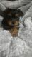 Yorkshire Terrier Puppies for sale in Dayton, TX 77535, USA. price: $800