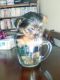 Yorkshire Terrier Puppies for sale in Fairfield, CA, USA. price: $900