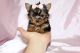 Yorkshire Terrier Puppies for sale in Costa Mesa, CA 92627, USA. price: NA