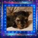 Yorkshire Terrier Puppies for sale in Blaine, WA, USA. price: NA