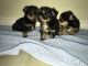 Yorkshire Terrier Puppies for sale in California Ave, South Gate, CA 90280, USA. price: NA