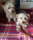 Yorkshire Terrier Puppies for sale in T US-33, Elkins, WV 26241, USA. price: NA