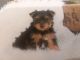 Yorkshire Terrier Puppies for sale in Gap, PA, USA. price: $800