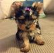 Yorkshire Terrier Puppies for sale in Chesnee, SC 29323, USA. price: NA