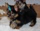 Yorkshire Terrier Puppies for sale in Cheyenne, WY, USA. price: NA