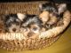 Yorkshire Terrier Puppies for sale in Spokane, WA, USA. price: $220