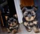 Yorkshire Terrier Puppies for sale in Pittsburgh, PA, USA. price: $220