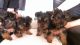Yorkshire Terrier Puppies for sale in Wyoming Ave, Maplewood, NJ 07040, USA. price: NA