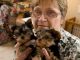 Yorkshire Terrier Puppies for sale in Massachusetts Ave, Cambridge, MA, USA. price: $300