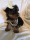 Yorkshire Terrier Puppies for sale in Eudora, AR 71640, USA. price: NA