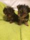 Yorkshire Terrier Puppies for sale in 305 Florida Grove Rd, Keasbey, NJ 08832, USA. price: $400