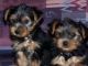 Yorkshire Terrier Puppies for sale in Calhoun Rd, Houston, TX, USA. price: NA