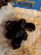 Yorkshire Terrier Puppies for sale in Knightdale, NC, USA. price: NA