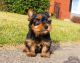 Yorkshire Terrier Puppies for sale in Roanoke, VA 24012, USA. price: $350