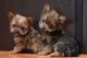 Yorkshire Terrier Puppies for sale in TX-121, McKinney, TX, USA. price: NA