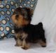 Yorkshire Terrier Puppies for sale in TX-121, McKinney, TX, USA. price: NA