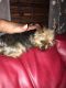 Yorkshire Terrier Puppies for sale in Red Springs, NC 28377, USA. price: $1,600